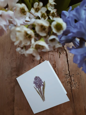 Blue hyacinth, folded card