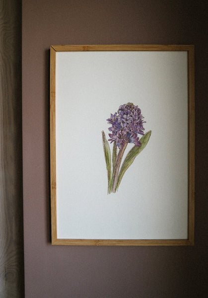 Blue hyacinth ART PRINT/wall decor