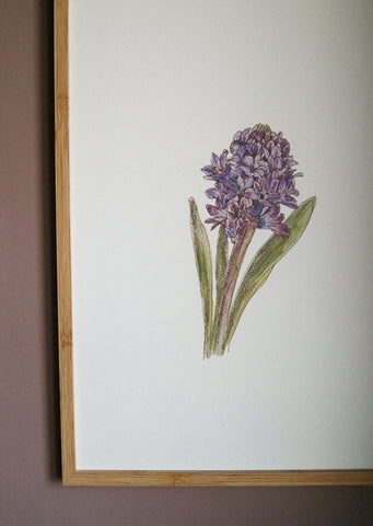 Blue hyacinth ART PRINT/wall decor