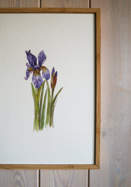 Blue iris ART PRINT/wall decor