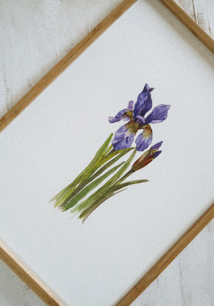 Blue iris ART PRINT/wall decor