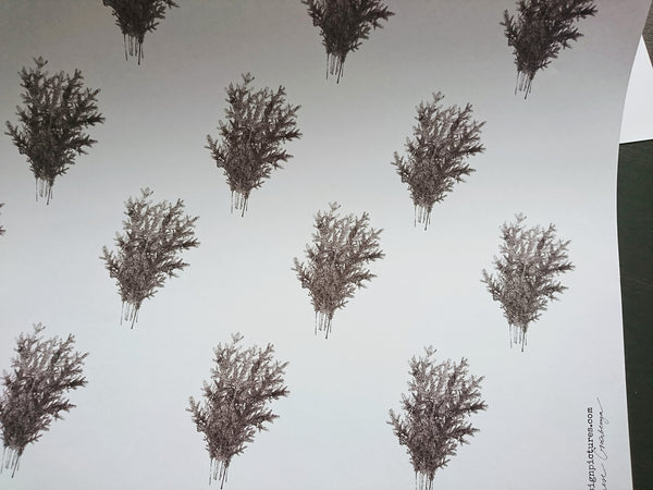 Spruce branches white wrapping paper